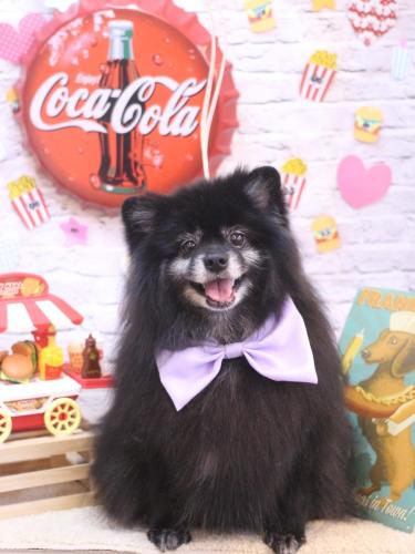 20230923ふわりちゃん